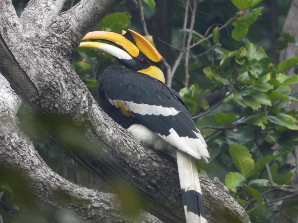 Aura Wildlife Camp And Resorts Marchula ภายนอก รูปภาพ