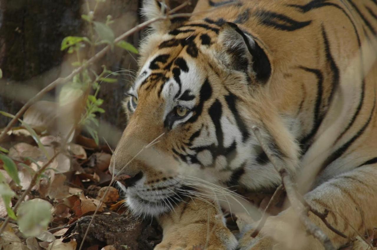 Aura Wildlife Camp And Resorts Marchula ภายนอก รูปภาพ