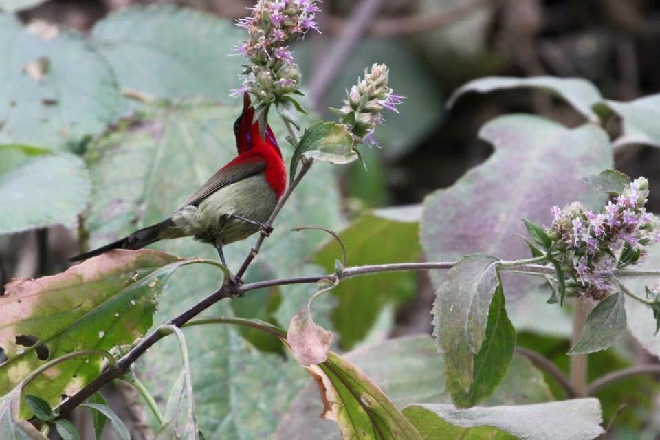 Aura Wildlife Camp And Resorts Marchula ภายนอก รูปภาพ