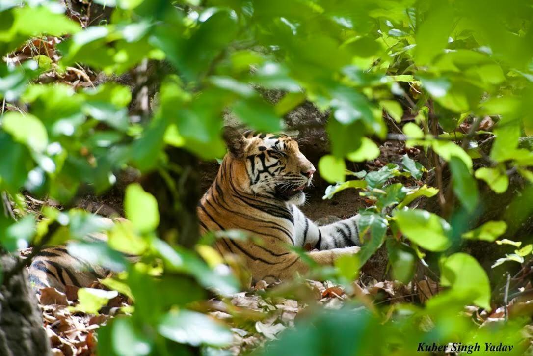 Aura Wildlife Camp And Resorts Marchula ภายนอก รูปภาพ